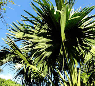 Impressionen aus dem Jardin Botanique de Deshaies