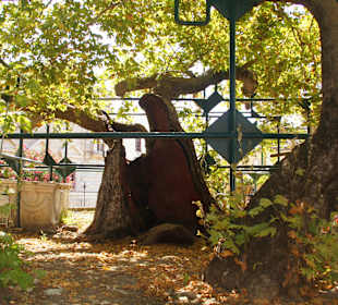 Arbre Hippocrate
