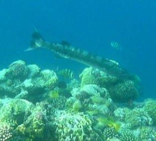 Barracuda am Hausriff