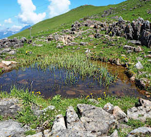Im Alpenblumengarten