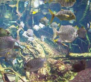 Fische