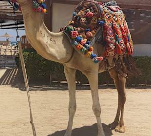 Stadtrundfahrt Hurghada