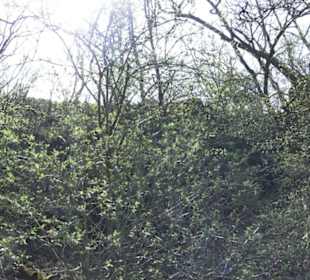 Waldlehrpfad an der Lauter