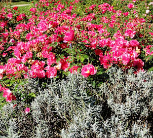 Spaziergang durch das Rosarium des Stadtgartens