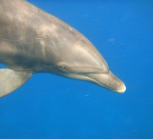 Delfin im offenen Meer