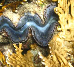 Muschel