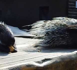 WildparkImpression September 2013