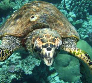 Schildkröte