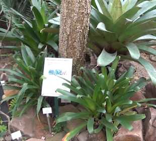 Tropicarium - Trockentropen