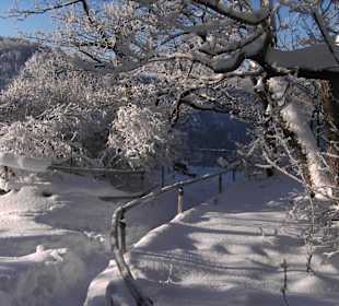 Winter an der Rosstrappe 