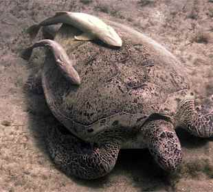 Schildkröte mit Anhang