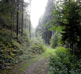 Waldweg