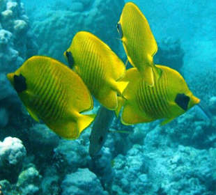 Masken-Falterfische - Hausriff