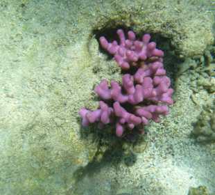 Schnorcheln Abu Soma