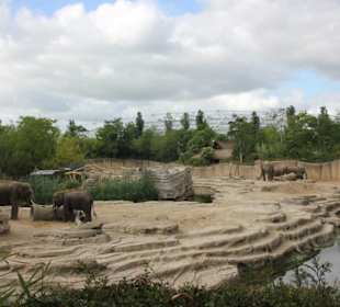 Elefantengehege