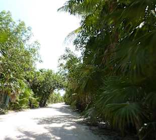 Punta Allen
