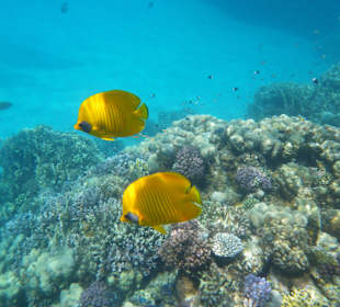 Le plus beau recif accessible a "tous"