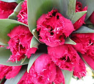 Feurige Papageientulpen