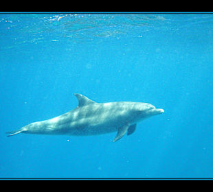 Delphintour 02.05.2012