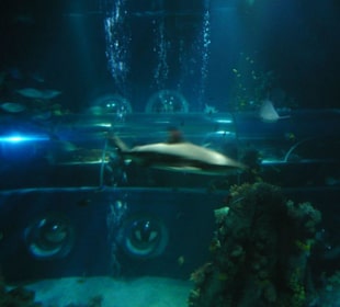 Kleine Haie und Riesenschildkröte