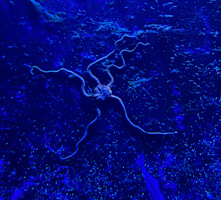 Aquazoo Löbbecke Museum Düsseldorf