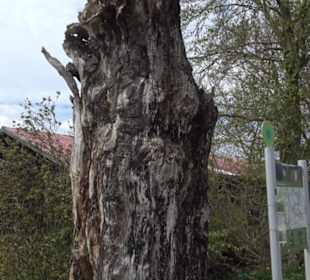 Heckenerlebnispfad Apfelstetten