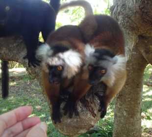 Lémuriens parc National