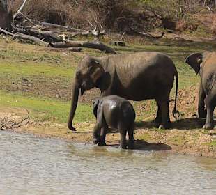 Yala Nationalpark