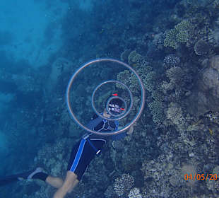 Delfinschwimmen Delfine & Meer