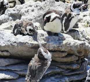 Stoney Point African Penguin Breeding Colony