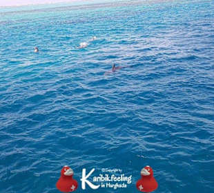 Private Delfin-Tour mit Delfinbeobachtung 16.11.20