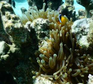 Anemonenfische