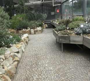 Wüstenpflanzen -  Alter Botanischer Garten