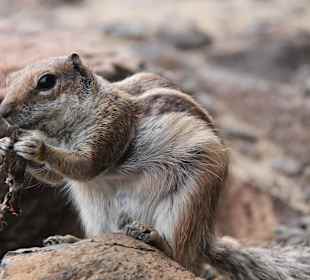 Atlashörnchen am Strand