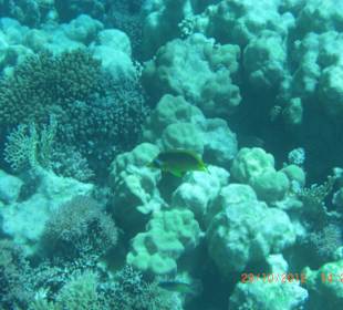 Подводный мир возле отеля