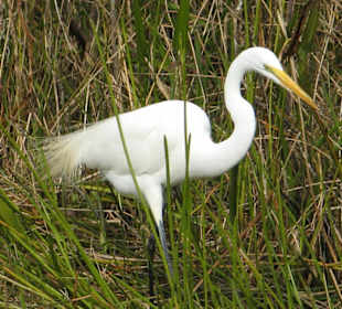 Everglades National Park: Anhinga Trail