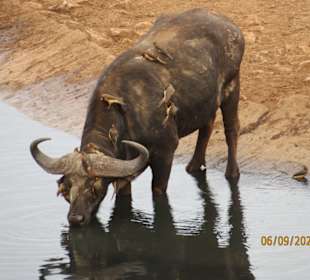 Büffel mit Passagieren
