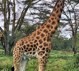 Giraffe