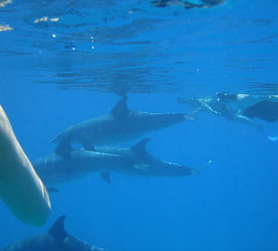 Meine Tochter, mitten unter den Delfinen