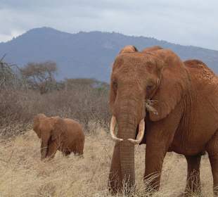 Safari mit Guide Johannes