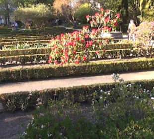 Real Jardín Botánico de Madrid