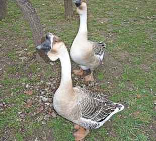 Streichelzoo Rülzheim