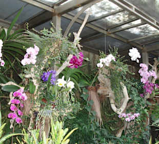 Im Orchideenhaus