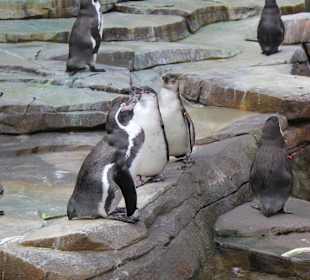 Pinguine
