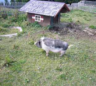 Wandern Nesselwängle