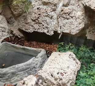 Exotarium