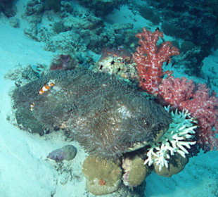 Tauchen bei den Similans