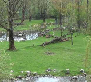 Südamaerika Bereich - Sitatunga
