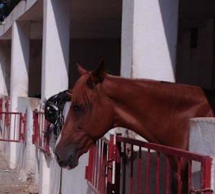 Pferd & Stallung