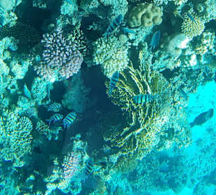 Schnorcheln Soma Bay